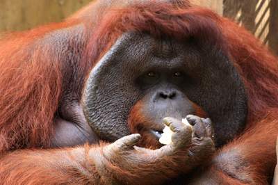Simon Rumford Indonesia Photos