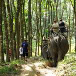 13. Elephant Trek - Chad.jpg