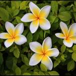 4whiteishflowers.jpg