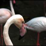 Flamingos.jpg