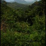 JungleviewpointKsok.jpg