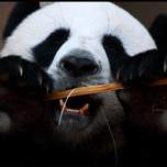 Panda1.JPG