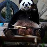 Panda2.JPG