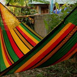 Rasta New.png