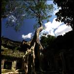 angkortempletreebest.jpg