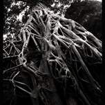 angkortree1.jpg