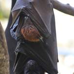 bats.JPG