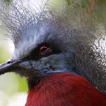 birdeye.JPG