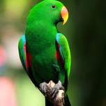 birdofparadise1.jpg