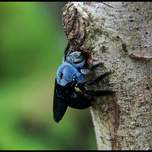 bluebug.jpg