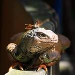 iguana.JPG