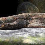 komodo1.JPG