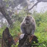 mistmonkey.jpg
