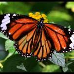 monarch.jpg