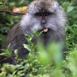 monkeytongue.JPG