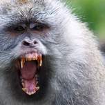 monkeyyawn.jpg