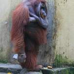 orangutang1.JPG