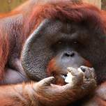 orangutang2.JPG