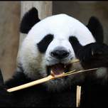 panda3.jpg