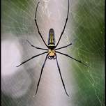 thespider1.jpg