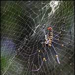 thespider2.jpg