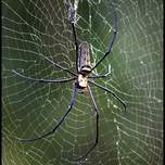 thespider3.jpg