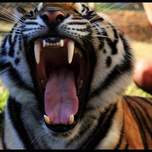 tiger1.jpg