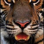 tiger3.jpg