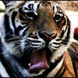 tiger5.jpg