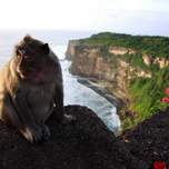 ulawatumonkey1.jpg