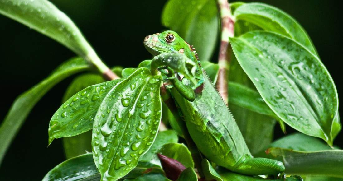 Lizard A green lizard hides in green leaves that are covered in water droplets