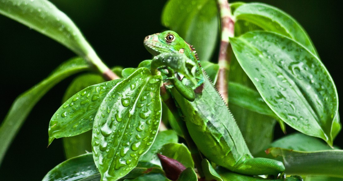 Lizard A green lizard hides in green leaves that are covered in water droplets