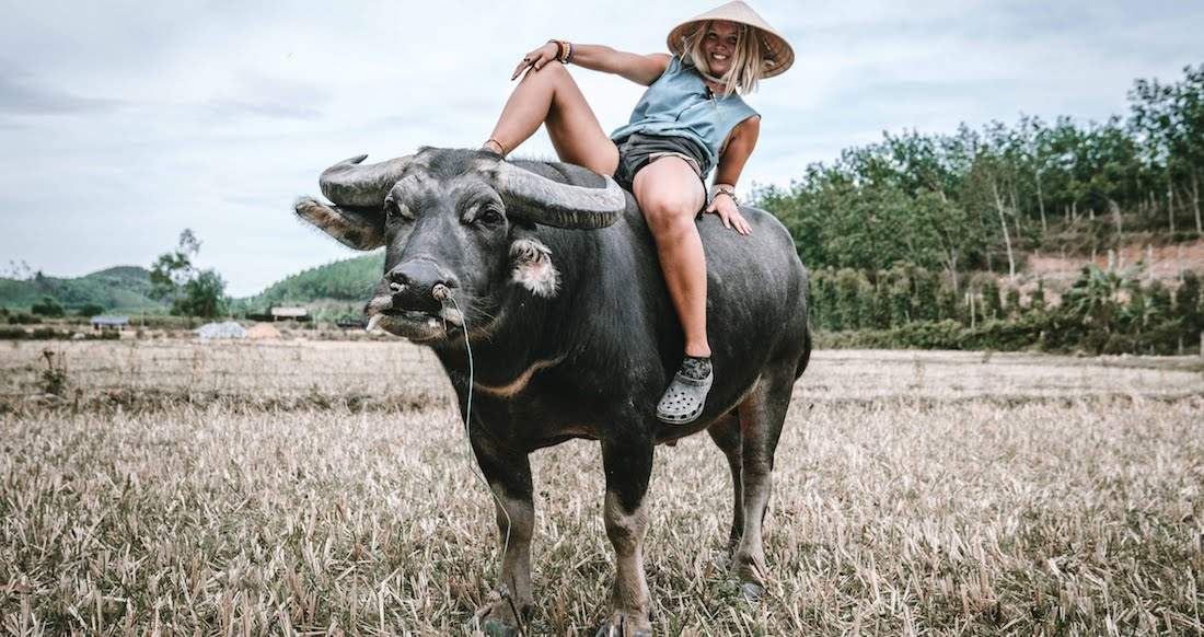 Girl on ox in Vietnam traveler on an ox in rural Vietnam