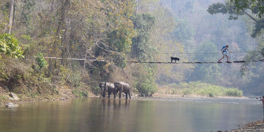 elephant walking through river jungle trip