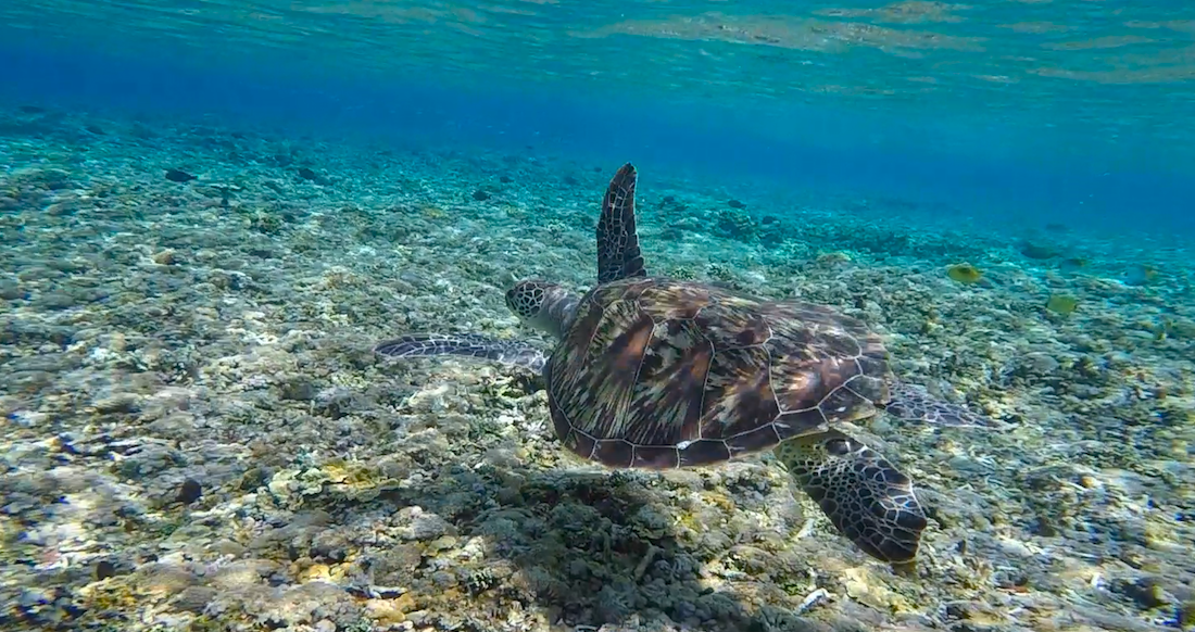 Gili island turtle Turtle swimming in turquoise waters