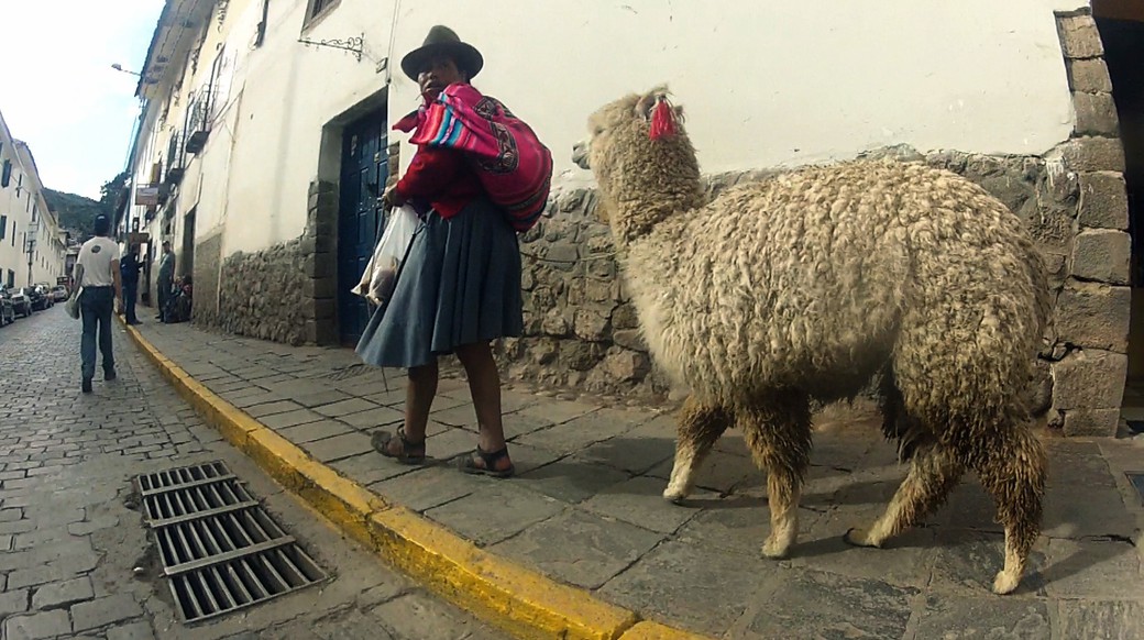 Peru Alpaca Local woman a local woman walking an alpaca in cusco peru