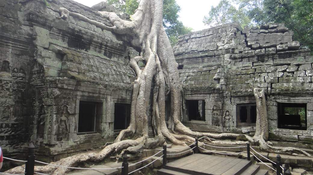 Angkor Wat trees tree overgrown temple angkor wat cambodia