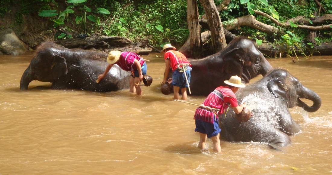 Elephants Three elephants have a bath in a river in Northern Thailand
