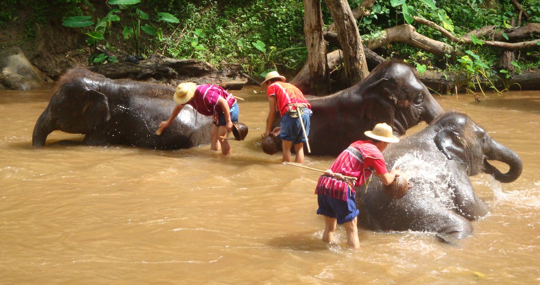 Elephants Three elephants have a bath in a river in Northern Thailand