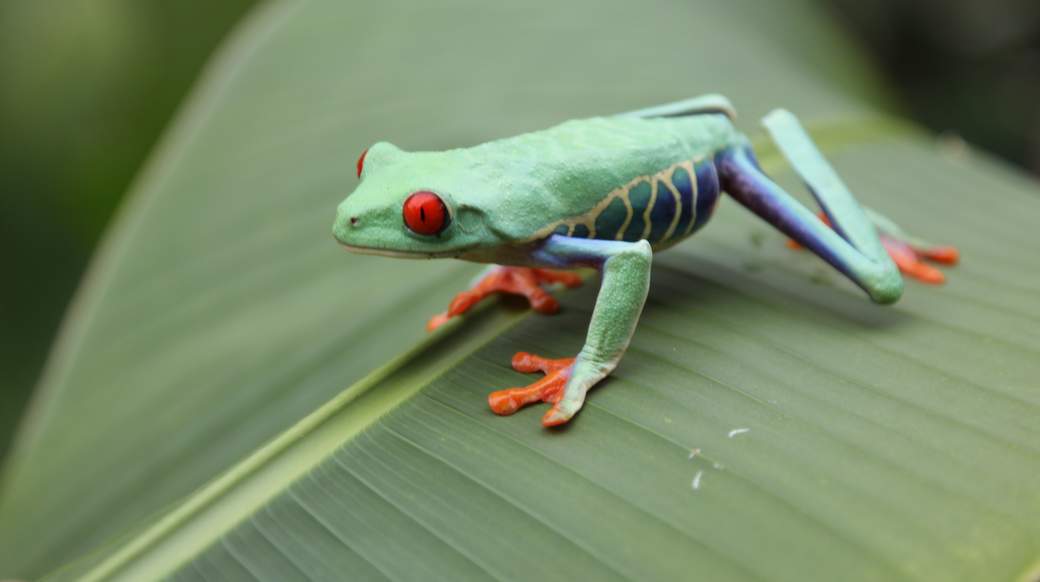 Tree Frog Green tree frog on a leaf in costa rica