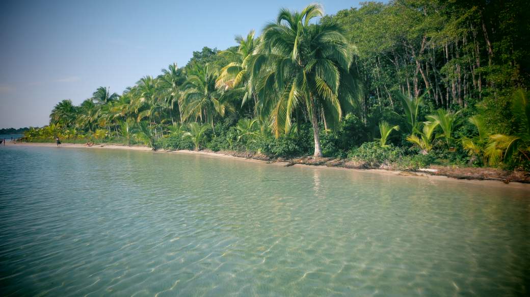Caribbean palm trees palm trees along the water in panama