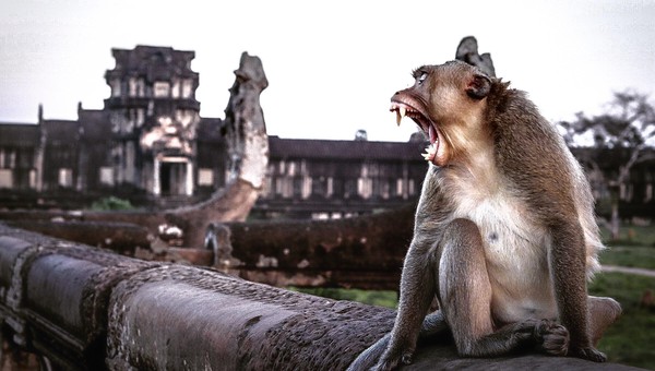 A monkey bares its teeth in a huge yawn in front of a Cambodian temple.