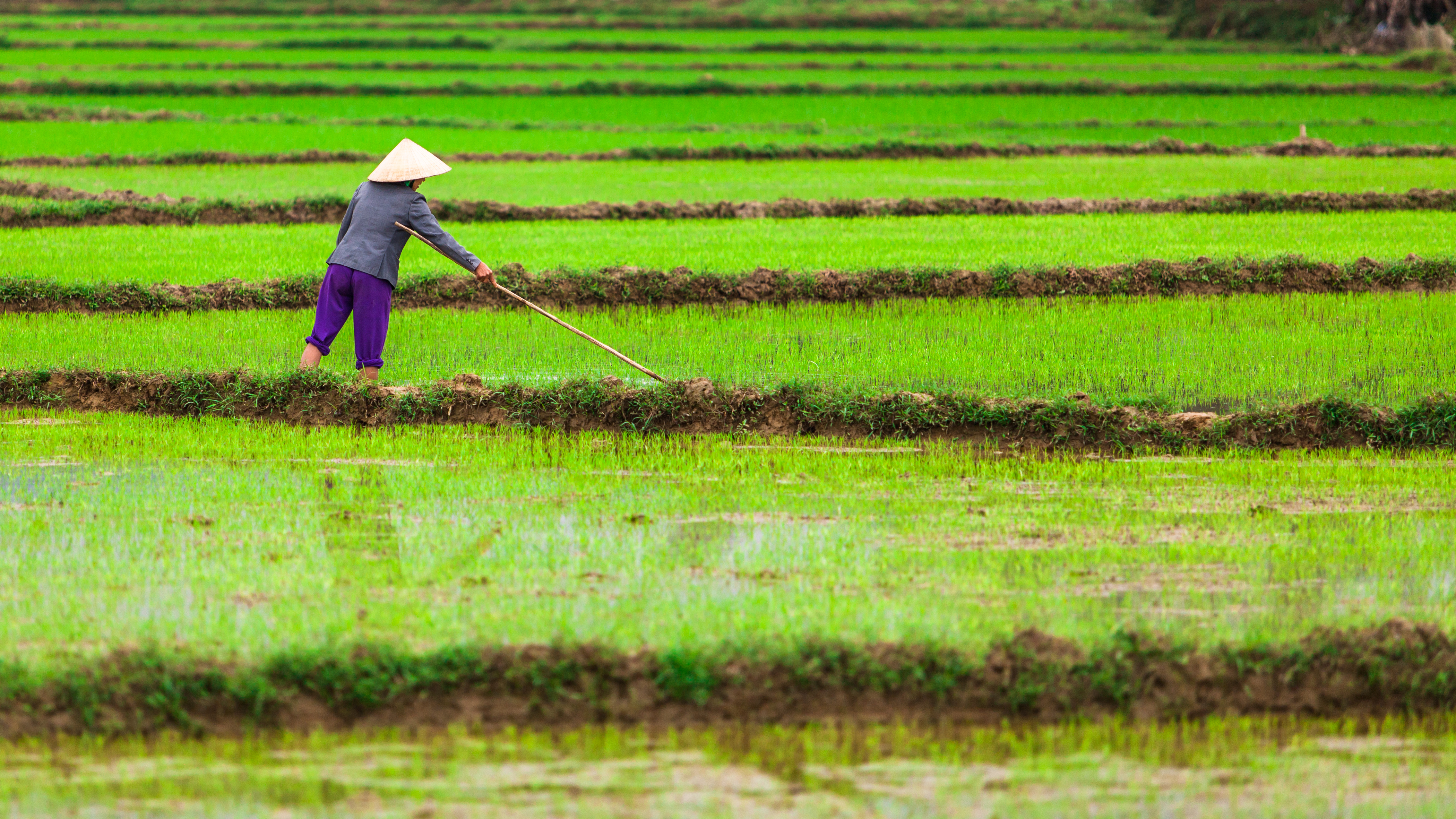 Rice fields, northern Vietnam