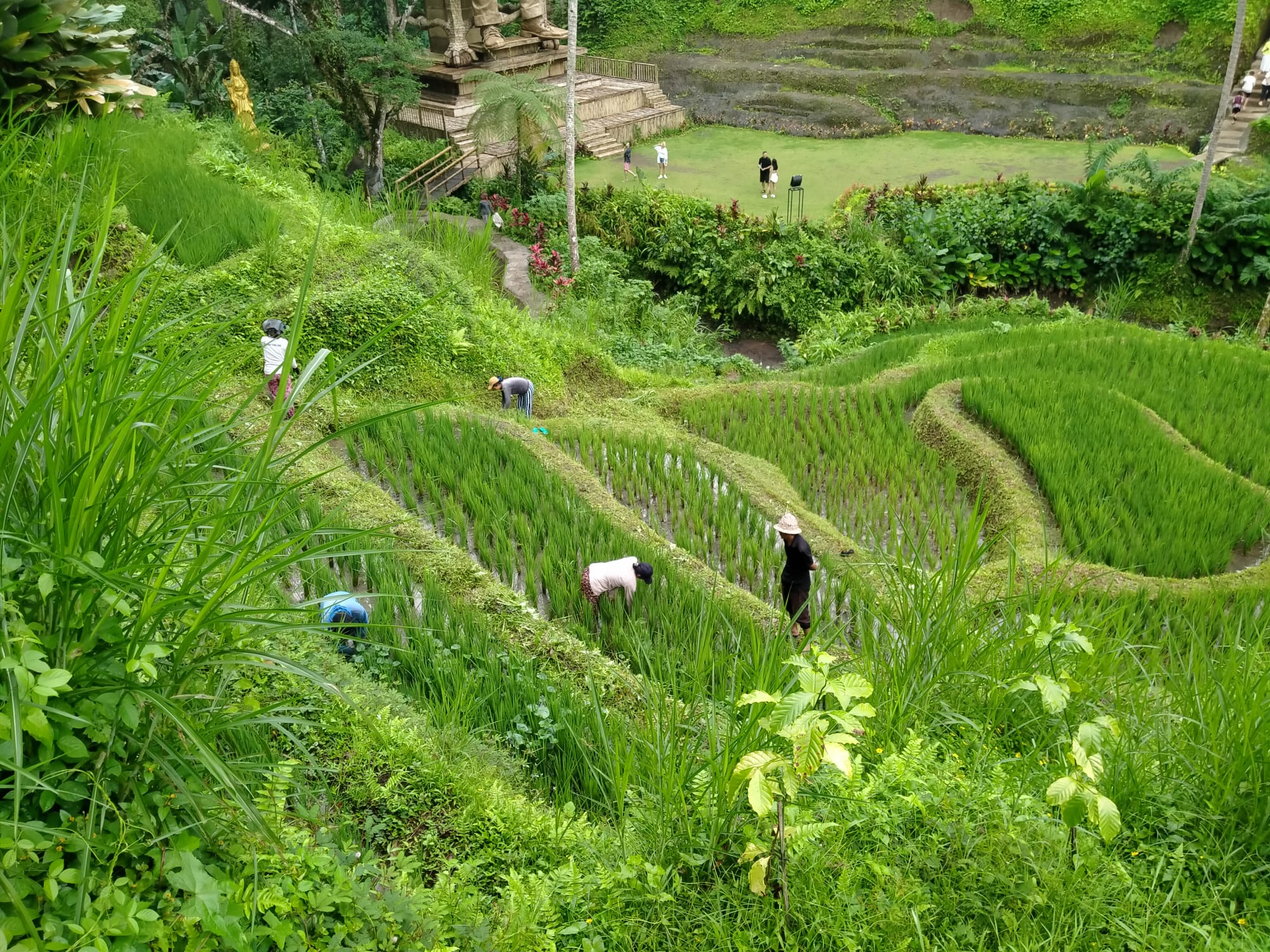 Ubud rice fields, Bali