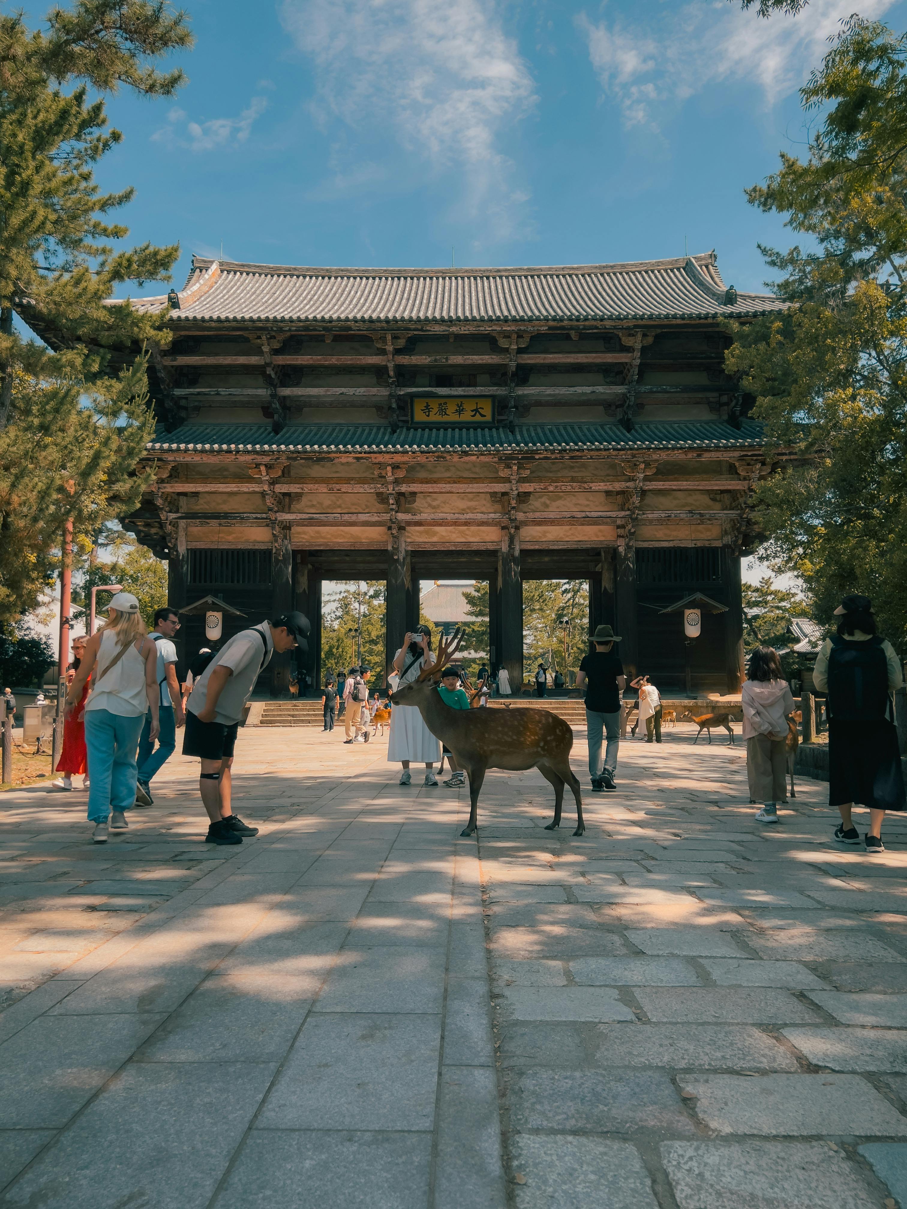 Sacred deer in Nara Park, Japan