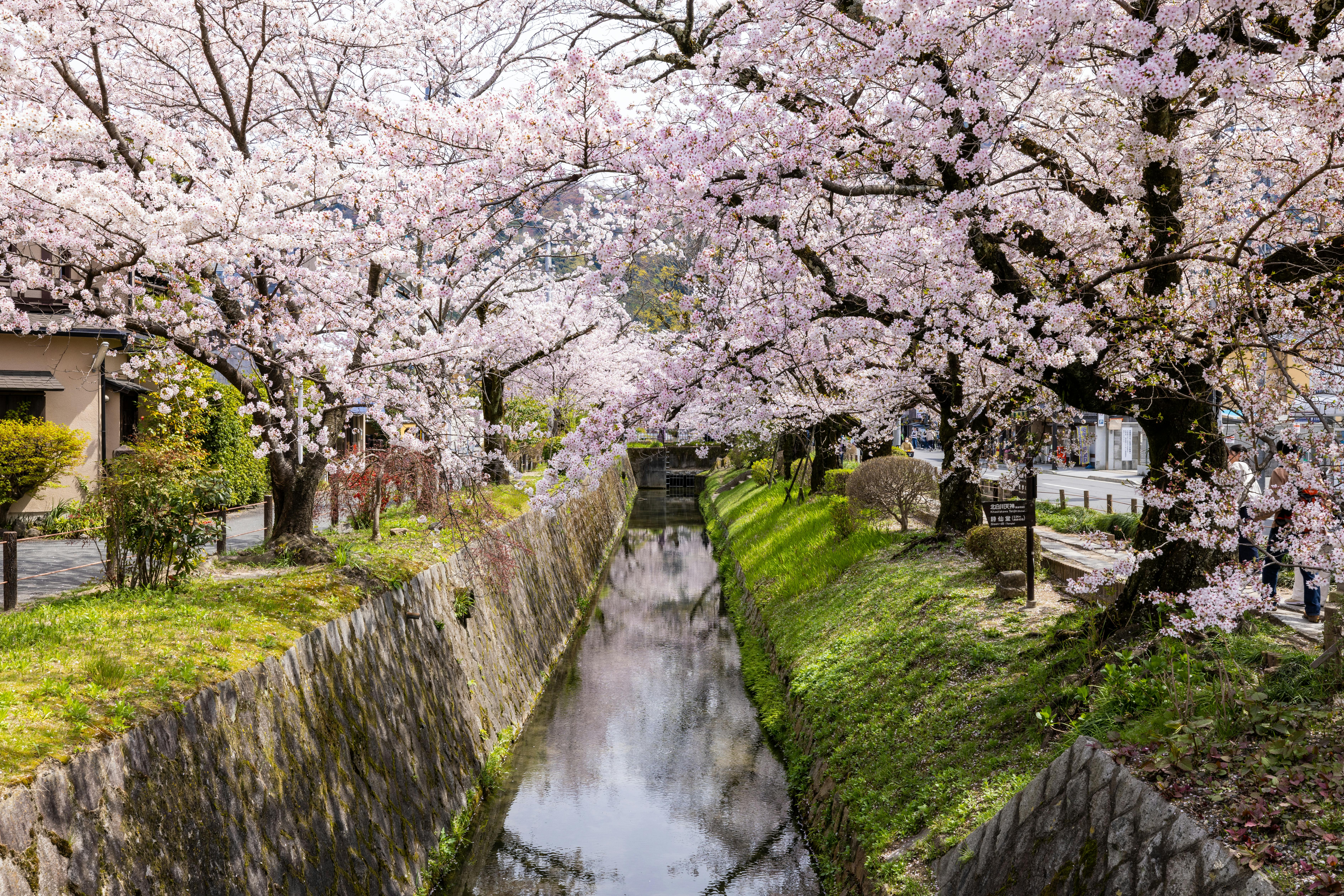 Cherry blossom season, Kyoto, Japan