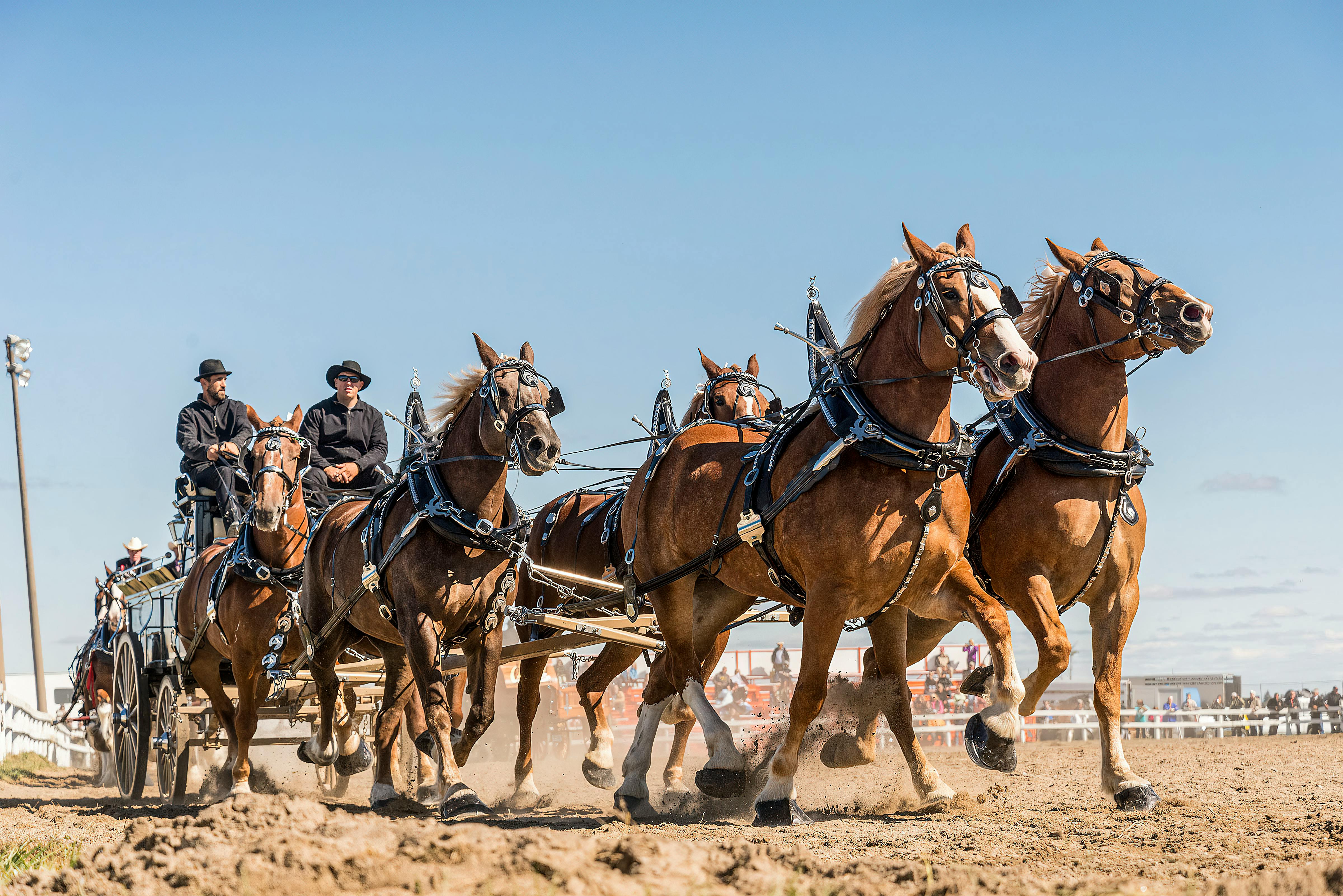 Calgary Stampede chuck wagons